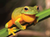 Little green frog on a tree branch.